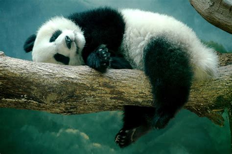 Lazy Panda Wallpaper