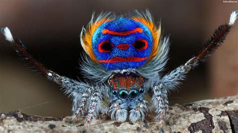 The 21 Coolest Spiders Ever To Haunt Your Dreams | Dieren foto's ...