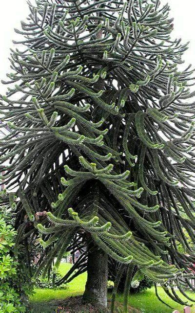 The 25+ best Monkey puzzle tree ideas on Pinterest | Old Trees, Weird ...