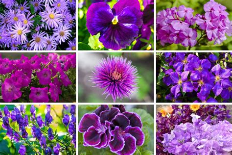 Purple Perennial Flowers