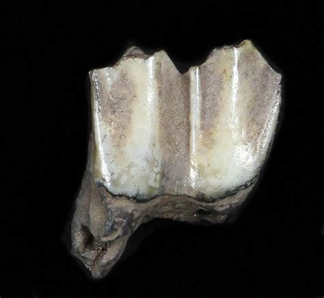 Pleistocene Camel Tooth - Florida (#35399) For Sale - FossilEra.com