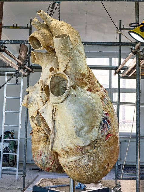 How Scientists Preserved a 440-Pound Blue Whale Heart | WIRED