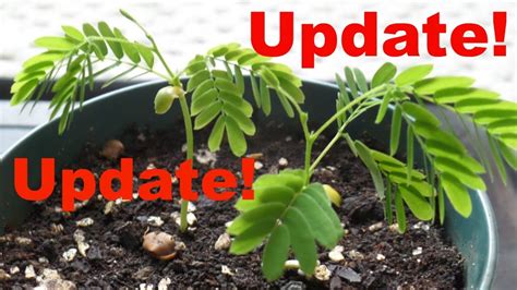 Update On Mimosa Tree Seedlings - YouTube