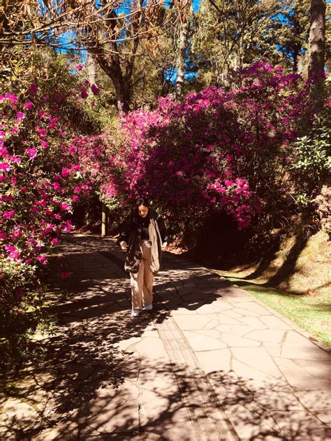 a person walking down a path with pink flowers on the trees and bushes ...