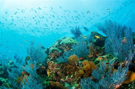 Coral Reef Conservation: A Treasure Worth Saving (Updated 2023)