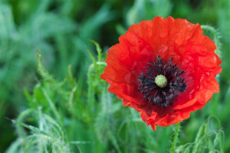 Poppy Flower Meaning - Flower Meaning