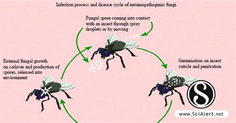 Entomopathogenic Fungi: Factors Involved in Successful Microbial ...