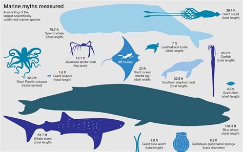 Giant Squid Vs Great White Shark