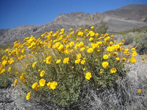 Desert Sunflowers - DesertHiking - Photo Gallery - Cloudy Nights