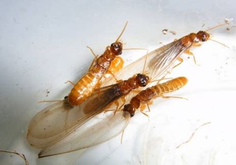 The flying termites or alates - Termite Web