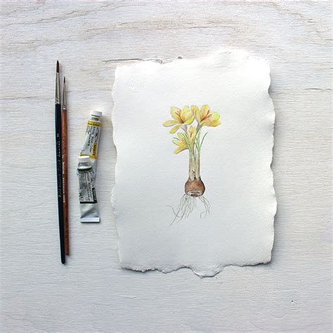 Crocus Bulb Watercolor Painting - Yellow – Trowel and Paintbrush