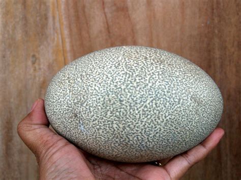 Southern Cassowary egg - Casuarius casuarius - 14cm - Catawiki