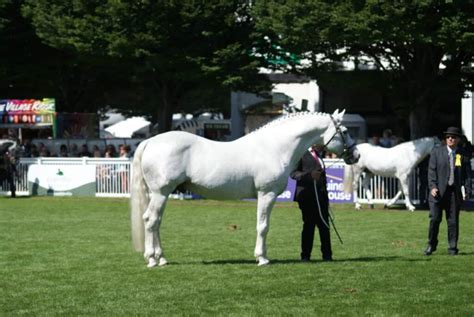 The Irish Draught Horse-A Part of Irish History. – Irish Sport Horse ...