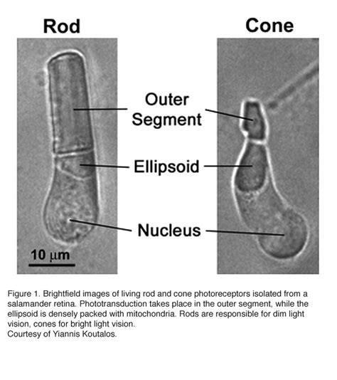 Phototransduction in Rods and Cones by Yingbin Fu – Webvision