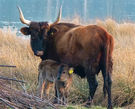 The Breeding-back Blog: Heck cattle - a bred-back aurochs, a total flop ...