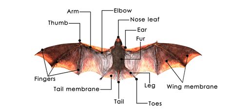 Diagram Of Bat Anatomy With Labeled Parts