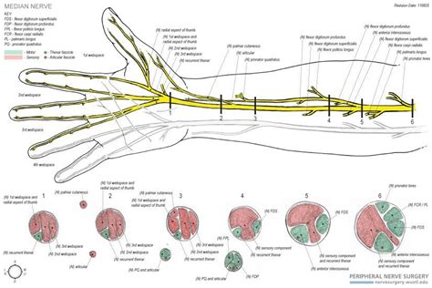 Pin on A&P | Neurological System | Median nerve, Nerve anatomy, Nerve