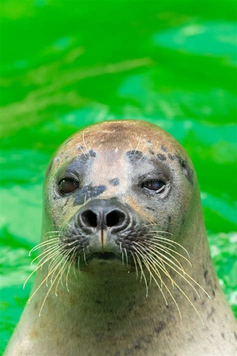 The Earless Seals or True Seals are Marine Mammals of the Family Stock ...