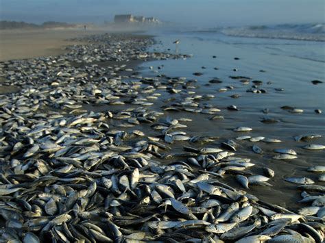 Thousands of dead fish wash ashore in S.C. - Photo 1 - Pictures - CBS News