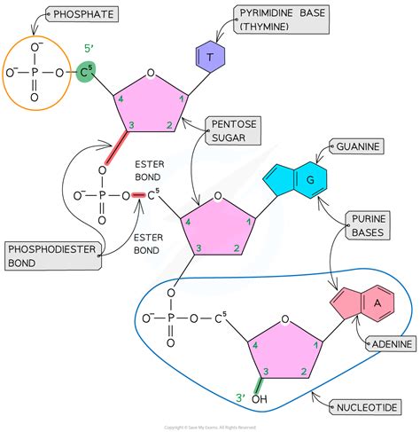 CIE A Level Biology复习笔记6.1.2 The Structure of DNA-翰林国际教育