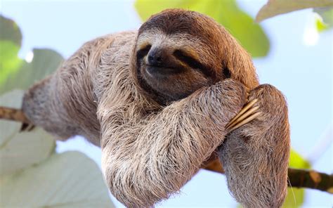 Where to see Sloths in Costa Rica: Sanctuaries & Rescue - Complete Guide