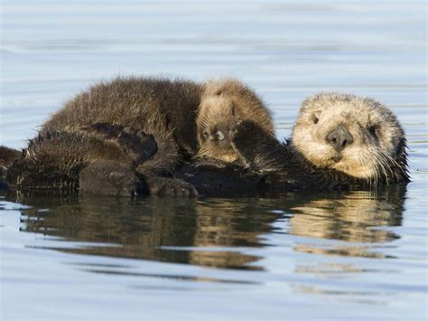 Sea Otter Cute Wallpapers HD Desktop for Free | Sea otter, Baby sea ...