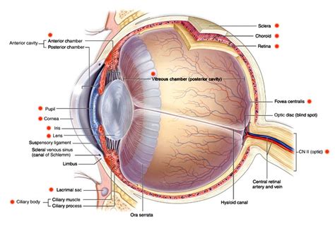 Ocular Anatomy « Union Eye Works