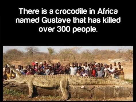 🔥 There is a crocodile in Africa named Gustave that has killed over 300 ...