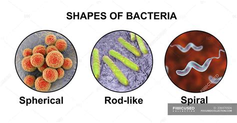 Coccobacilli - Stock Photos, Royalty Free Images | Focused