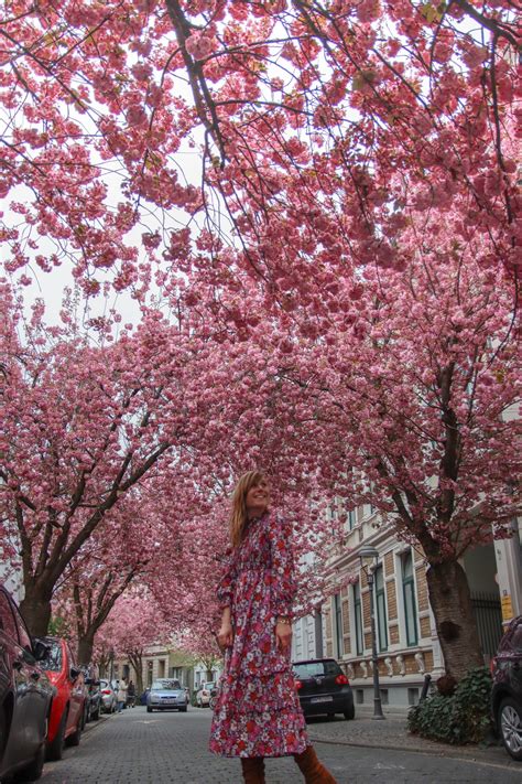 CHERRY BLOSSOMS IN BONN – The Twirling Traveler