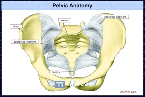 Pelvic Anatomy - TrialQuest Inc.