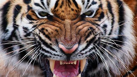 Roaring Tiger Wallpapers - Top Free Roaring Tiger Backgrounds ...