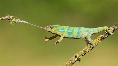 Chameleon hunting on insects Animals with long tongues changing color ...