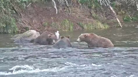 Brooks Falls Brown Bears Snapshot taken by Jopaws | Explore.org