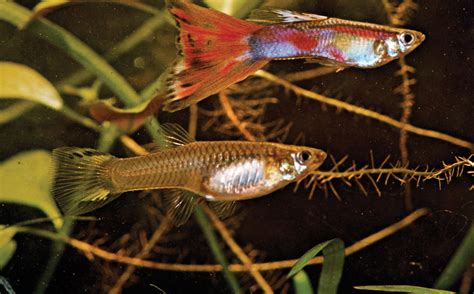 Guppy Breeding | Best How Do Guppies Breed?