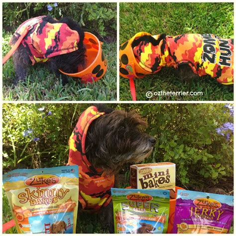 Tricks for Zuke's Treats: Fall Flavors #giveaway | Oz the Terrier ...