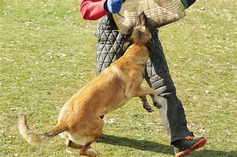 Premium Photo | Training of working dog outdoors