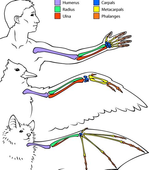 BrockAnthropology101: Homologous and Analogous Traits