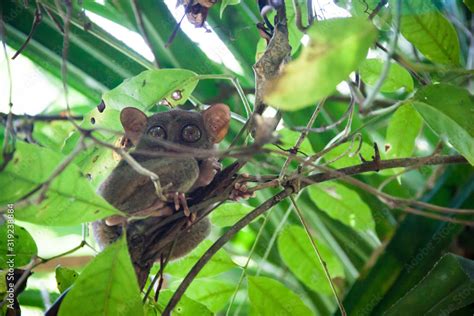 Philippine tarsier in Bohol Island Stock Photo | Adobe Stock