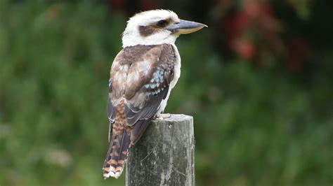 Why Does the Kookaburra Laugh? | HowStuffWorks