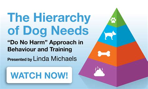 The Hierarchy of Dog Needs - APBC