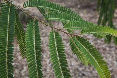 Simple, Pinnate Amla Leaves | ClipPix ETC: Educational Photos for ...