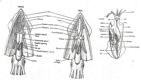 Squid Anatomy | Salvaged from my daughter's old schoolwork--… | Flickr