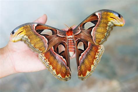 What Is The Largest Moth In The World? - WorldAtlas.com