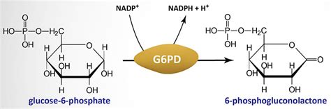 g6pdh Archives - The Medical Biochemistry Page