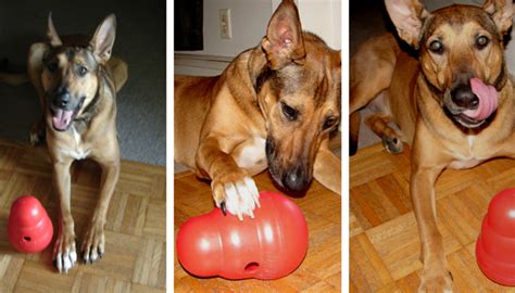 Kong Wobbler Review: Interactive Dog Toy & Food Dispenser - Puppy Leaks