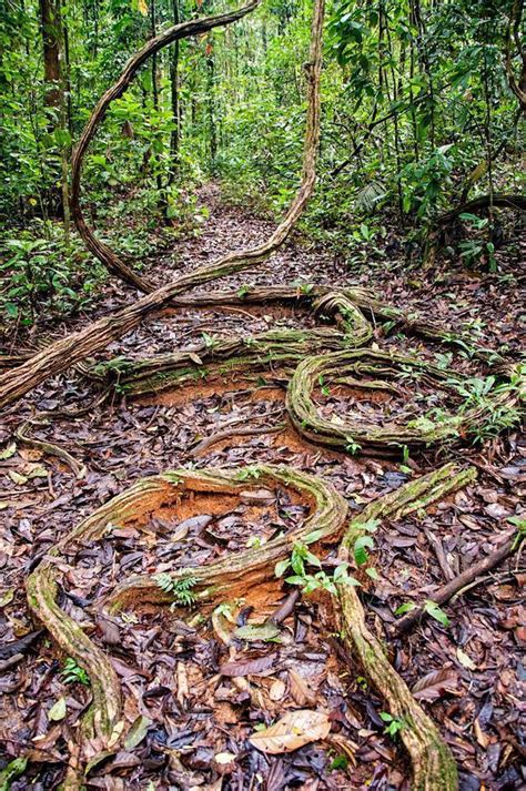 3 Easy Ways to See Nature in French Guiana | CheeseWeb