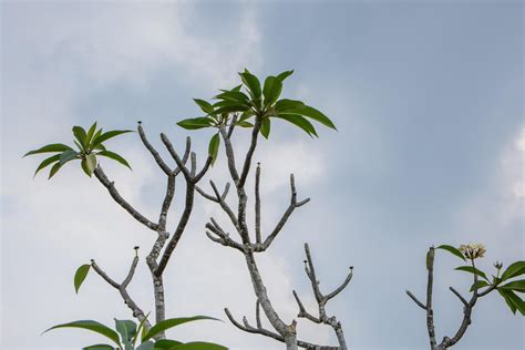 Trees under cloudy sky 1864259 Stock Photo at Vecteezy