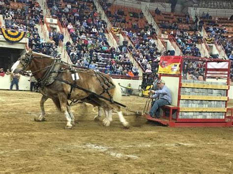 Brothers pull in top honors at Farm Show's draft horse pulling contest