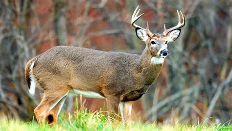 PA Hunting Licenses On Sale Monday - yourdailylocal.com